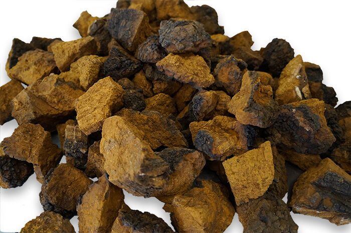 Dried chaga mushroom in chunks